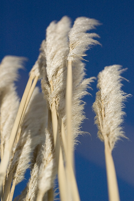 White Flags